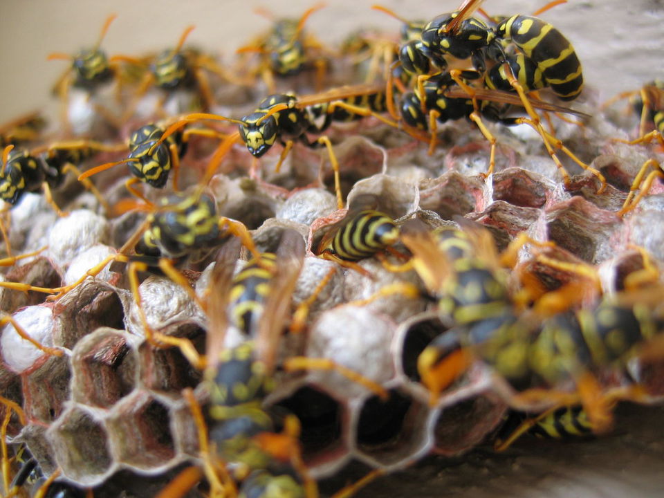 Wasps building a nest