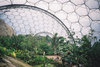Tropical biome, Eden Project