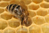 A worker bee working on a comb cell, which is adorable.