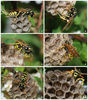 Wasp building a nest